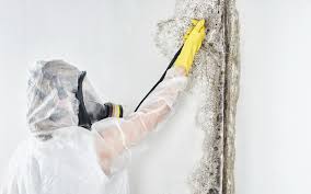 Environmental Consulting for Mold Prevention in Eagle Pass, TX